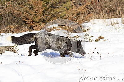 Silver fox looking for food Stock Photo