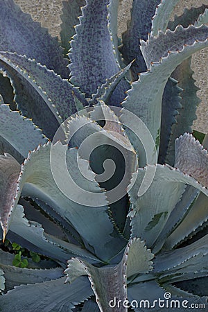 Silver Fox Mangave plamt Stock Photo