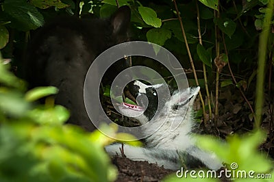 Silver Fox and Marble Fox (Vulpes vulpes) Nose Touch Stock Photo