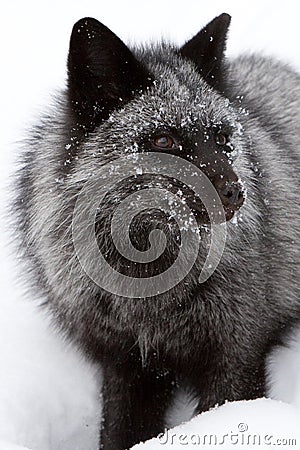 Silver Fox Portrait Stock Photo