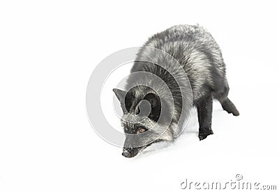 A Silver fox Vulpes vulpes a melanistic form of the red fox hunting in the snow in Montana, USA Stock Photo