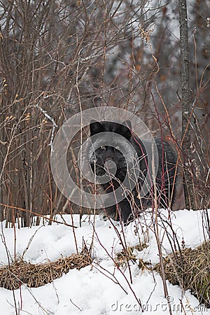 Silver Fox Vulpes vulpes Peers Out Between Weeds on Embankment Winter Stock Photo
