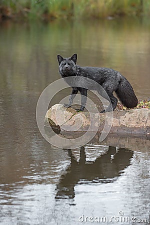 Silver Fox Vulpes vulpes Stands on Rock Eyes Closed Autumn Stock Photo