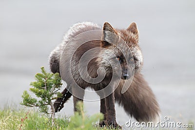 Silver Fox (Vulpes vulpes) - Silver phase of Red Fox , Washington WA , USA Stock Photo