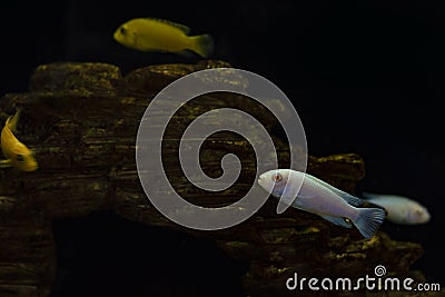 Silver and gold fish in aquarium. On black background Stock Photo