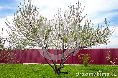 the silver goof tree unfolds its first green leaves in the garden on a spring day. Decorative plants in the garden Stock Photo