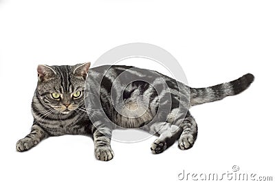 Silver grey tabby cat Stock Photo
