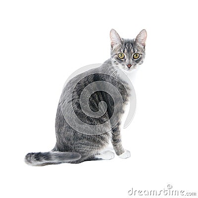 Silver grey tabby cat Stock Photo