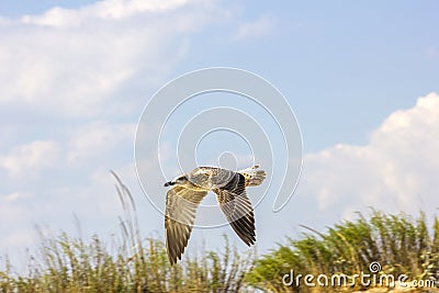 Silver gull flying Stock Photo