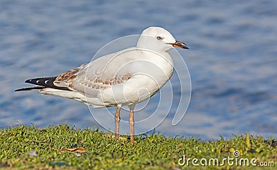 Silver Gull Stock Photo