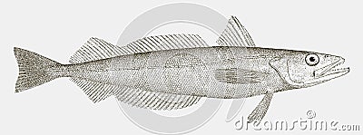 Silver hake or new england hake, a fish from the northwest atlantic ocean in side view Vector Illustration