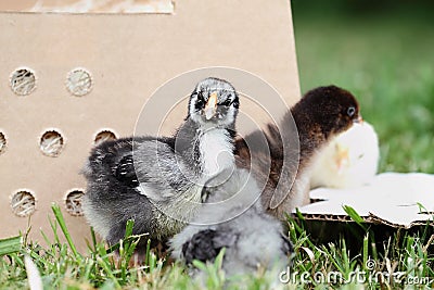 Silver Laced Wyandotte Chick and Cochins Stock Photo