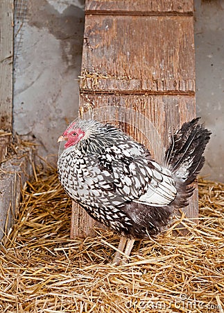 Silver Laced Wyandotte Chicken in Coop Stock Photo