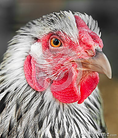 Silver Laced Wyandotte Chicken Head Stock Photo