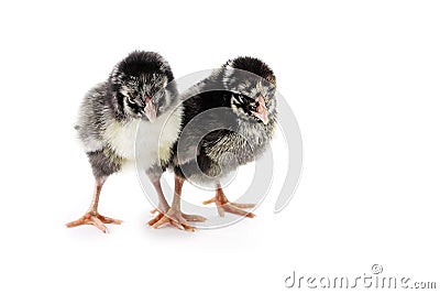 Silver Laced Wyandotte Chicks Stock Photo