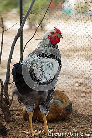 Silver Laced Wyandotte cockerel Stock Photo