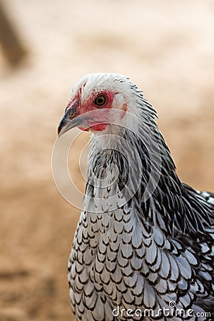 Silver Laced Wyandotte Stock Photo