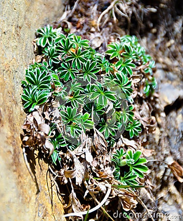 Silver lady mantle shrub Stock Photo