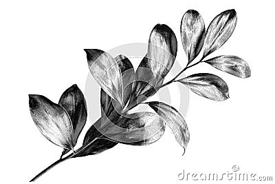 Silver leaves branch white background isolated closeup, decorative monochrome tree sprig, gray metal shiny plant leaf, grey metall Cartoon Illustration