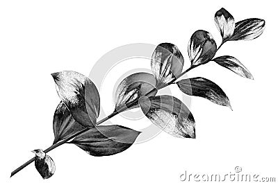 Silver leaves branch white background isolated closeup, decorative monochrome tree sprig, gray metal shiny plant leaf, grey metall Cartoon Illustration