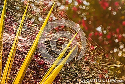 Silver mesh of a spider web taking over the whole of a yucca plant and glistening in the sunshine Stock Photo