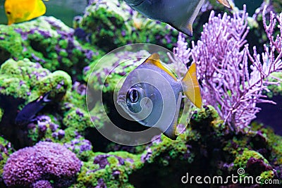 Silver moonfish among corals Stock Photo