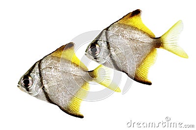 Silver moonfish Monodactylus argenteus Aquarium fish Malayan angel Stock Photo