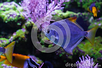 Silver moonfish under sea Stock Photo