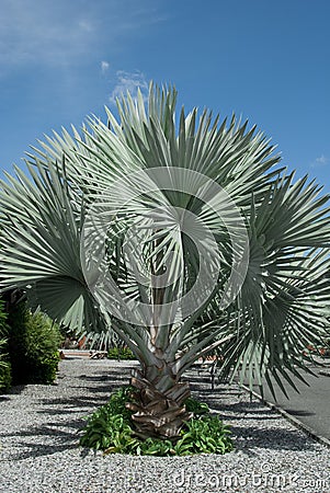 Silver Palm Tree Stock Photo