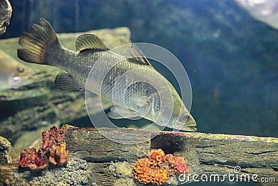 Silver perch Stock Photo