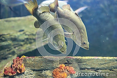 Silver perch Stock Photo