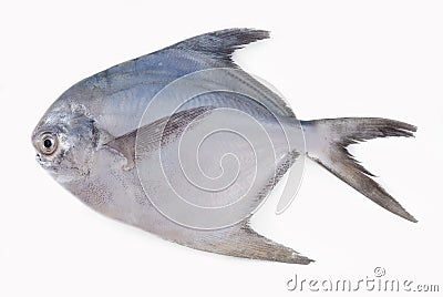 SILVER POMFRET Stock Photo