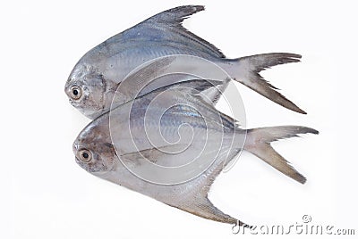 Silver Pomfret Stock Photo