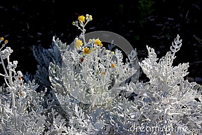 Silver ragwort, Dusty Miller, Jacobaea maritima Stock Photo