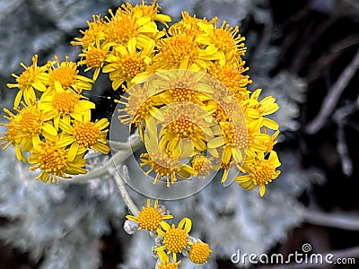 Silver ragwort, Dusty Miller, Jacobaea maritima Stock Photo