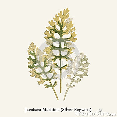 Silver Ragwort Jacobaea Maritima found in 1825-1890 New and Stock Photo