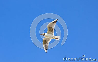 Silver seagull in flight against a blue sky background Stock Photo