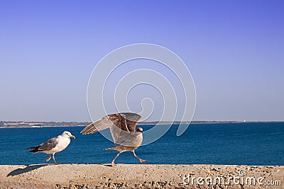 Silver Seagull Larus argentatus with chick Stock Photo