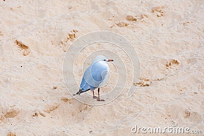 Silver seagull standing on the sand Stock Photo