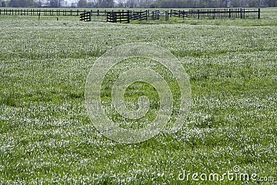 Silver shining grass Stock Photo