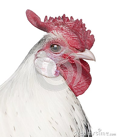 A Silver Spangled Hamburg rooster (1 year old) Stock Photo