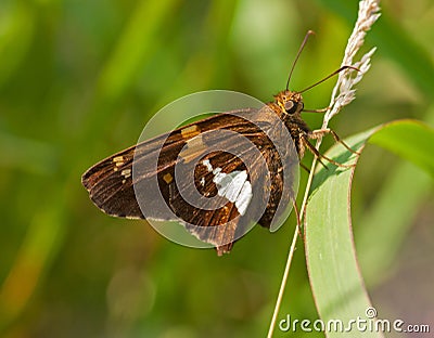 Silver-spotted Skipper Stock Photo