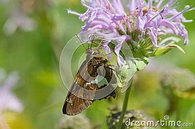 Silver-spotted Skipper on Bee-balm Stock Photo