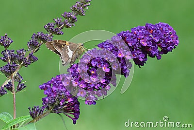 Silver Spotted Skipper butterfly Epargyreus clarus eating on Butterfly Bush Stock Photo