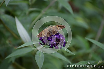 Silver Spotted Skipper butterfly Epargyreus clarus eating on Butterfly Bush Stock Photo