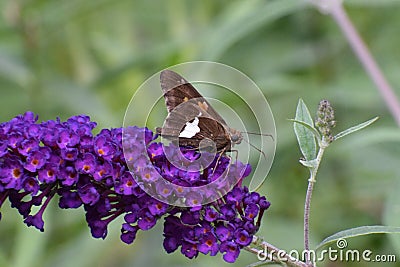 Silver Spotted Skipper butterfly Epargyreus clarus Stock Photo