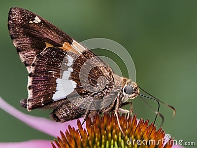 Silver-spotted Skipper Butterfly (Epargyreus clarus) on a pink coneflower. Stock Photo
