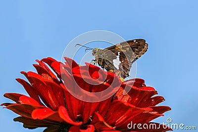 Silver-spotted skipper butterfly or Epargyreus clarus on red Zinnia flower. Stock Photo