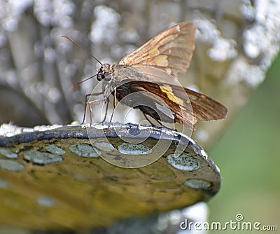 Silver Spotted Skipper resting on garden ornament Stock Photo