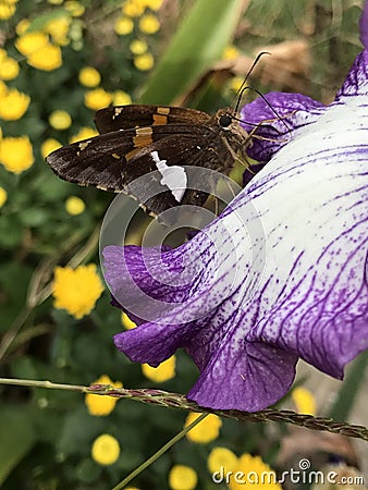 Silver Spotted Skipper Butterfly - on Lavender and White Tall Bearded Iris Bloom Stock Photo